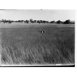 Turretfield Government Stud Farm Man Standing in a Field of Wheat