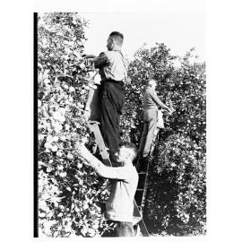 Fruit Picking 