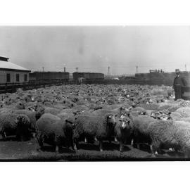 Sheep Produce Depot