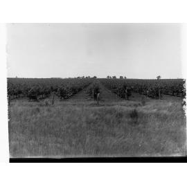 Vineyard at Berri