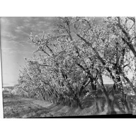 Almond Blossom Trees