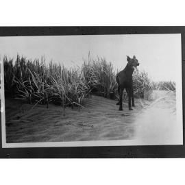Sand Dune Showing Dog and Tussocky Grasses