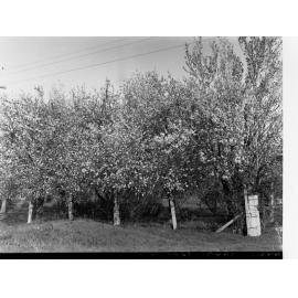 Orchard in Blossom