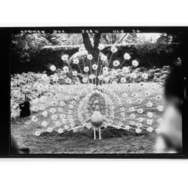 Flower Day - exhibit of a peacock