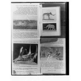 Prehistoric animals taken from book
