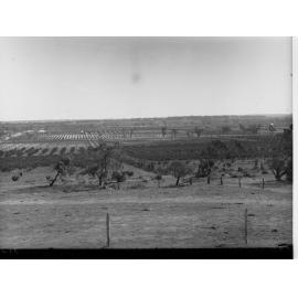 Orchards and Vineyards at Cadell