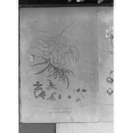 Drawing of Cleisostoma Tridentatum - Australian native flora