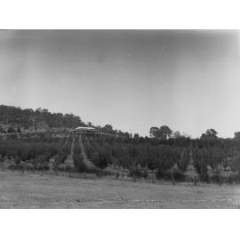 Apple orchard near Mount Crawford with residence in the background