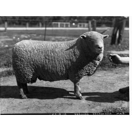Ewe - Roseworthy College