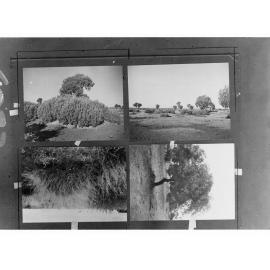 Shrubs and Trees