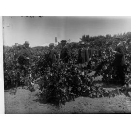 Vineyards at Gurra Gurra