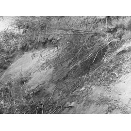 Soil Erosion, River Torrens