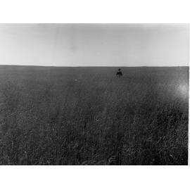 Pinnaroo, crop of wheat