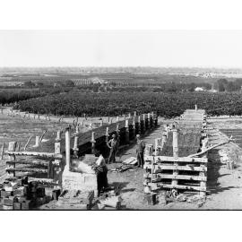 Drying Fruit on River Murray Fruit Block