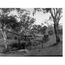 View of Trees and Creek at Williamstown