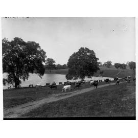 Cattle at Rosebank