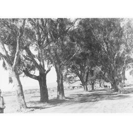 Horse and cart on road, Colonel Light Gardens