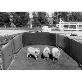 Sheep in pen at Roseworthy