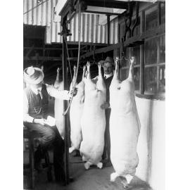 Receiving and Weighing Pigs from Slaughter House at Port Adelaide