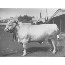 Prize Bull at Adelaide Show