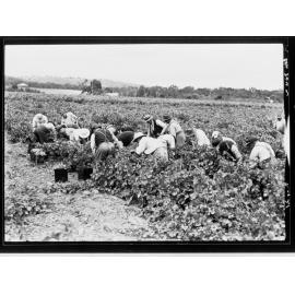 Grape picking - Penfolds