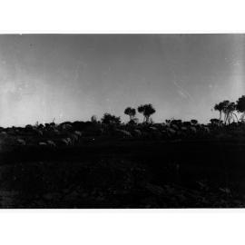 Sheep on a station - Far North