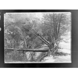 Botanic Park taken after storm 17 July 1916