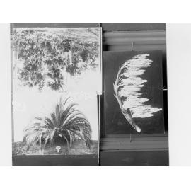 Palm tree plantation, Forestry Department , area unknown