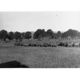 Sheep at Hill River Station