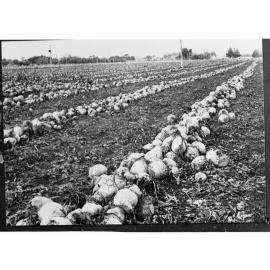 Field of Turnips