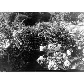 Flower Garden in the Botanic Gardens