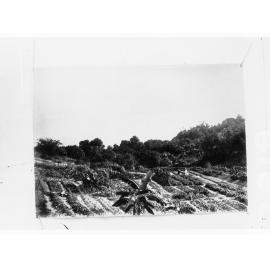 Northern Territory - Chinese garden (crops growing on farm)