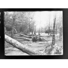 Botanic Park taken after storm 17 July 1916