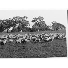 Sheep in a paddock