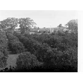 View of orchard