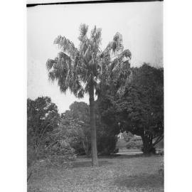 Augusta Robusta, Botanic Gardens