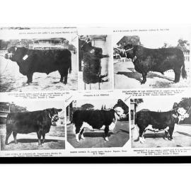 Six photos showing four bulls and two cows
