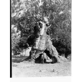 Mitcham Reserve