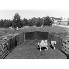 Sheep in a pen at Roseworthy