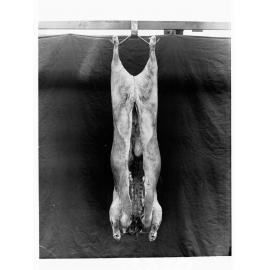 Carcass hanging in cool room - Roseworthy Agricultural College