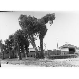 Houses at Colonel Light Gardens
