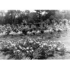 Rose Bushes at the Botanical Gardens