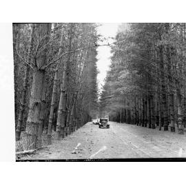 Penola Forest
