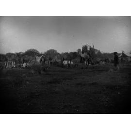 Camel Laden With Firewood at Camp Elder Scientific Expedition