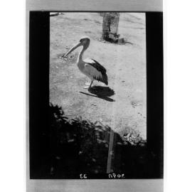 Pelican standing on the sand