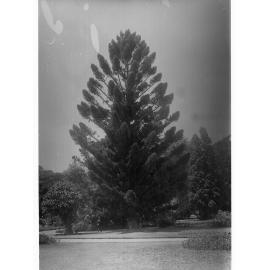 Hoop Pine, Botanic Gardens