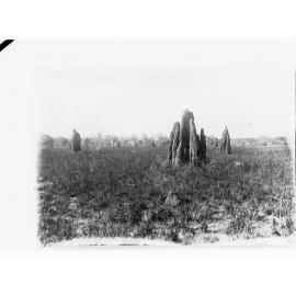 Typical Anthill Country - Northern Territory - Ant hills