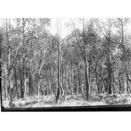 Bush views at Mount Lofty Ranges