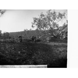 Camels Resting by Wa Wee Waterhole Elder Scientific Expedition