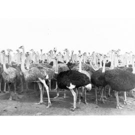 Group of Ostriches - Ostrich Farm at Port Augusta